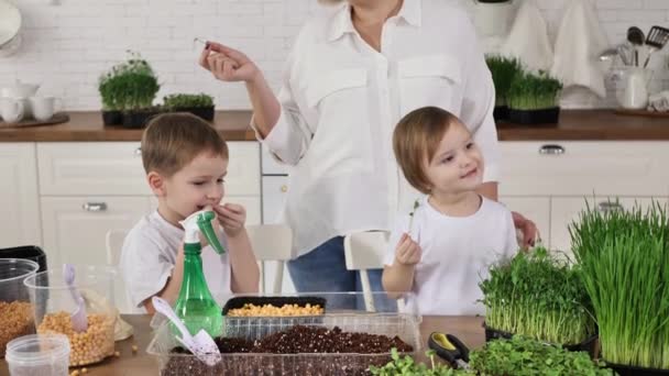 Mother Her Daughter Son Grow Microgreen Home Cut Peas Scissors — Stock Video