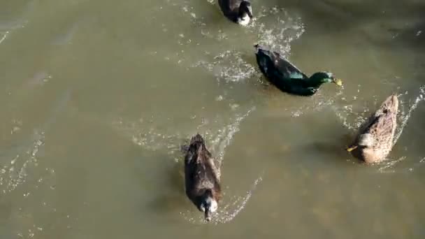 Feeding Ducks Ducks Swim Pond Drakes — Stock Video