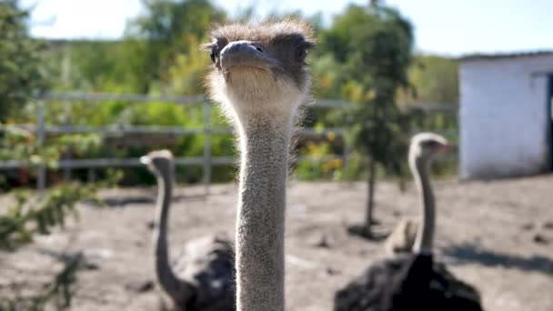 Ostriches Walk Paddock Head Neck Front Portrait Ostrich Bird Ostrich — Stock Video