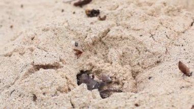Sahildeki yengeç çukur kazıyor.