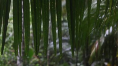 Tropikal ormanlarda yağmur damlaları