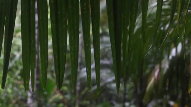 Regentropfen Tropischen Dschungel — Stockvideo