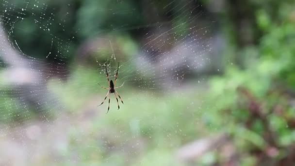 一个巨大的蜘蛛在网上 塞舌尔 — 图库视频影像