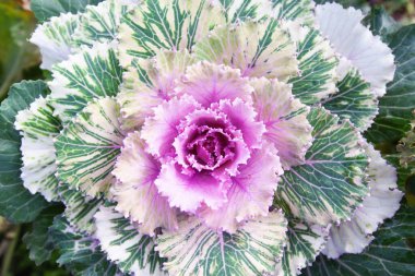 Dekoratif yapraklı lahana. parlak pembe ve yeşil infloresans yakın çekim fotoğraf