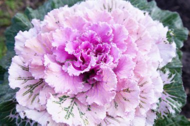 Dekoratif yapraklı lahana. parlak pembe ve yeşil infloresans yakın çekim fotoğraf