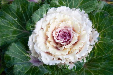 Dekoratif yapraklı lahana. parlak pembe ve bej kabartma yakın plan fotoğraf