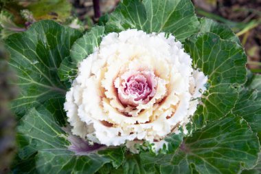 Dekoratif yapraklı lahana. parlak pembe ve bej kabartma yakın plan fotoğraf