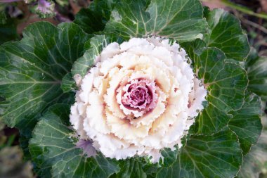 Dekoratif yapraklı lahana. parlak pembe ve bej kabartma yakın plan fotoğraf