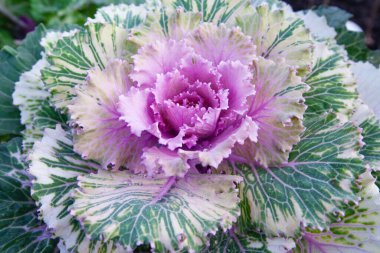 Dekoratif yapraklı lahana. parlak pembe cilt bakımı yakın plan fotoğraf