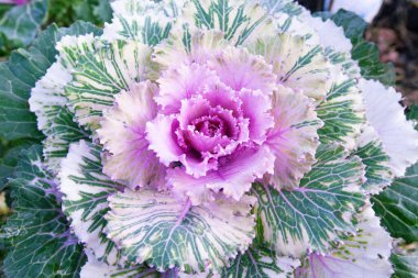 Dekoratif yapraklı lahana. parlak pembe cilt bakımı yakın plan fotoğraf