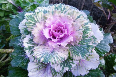 Dekoratif yapraklı lahana. parlak pembe cilt bakımı yakın plan fotoğraf