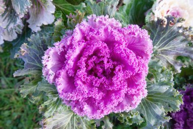 Dekoratif yapraklı lahana. parlak pembe ve mor kabartma yakın plan fotoğraf