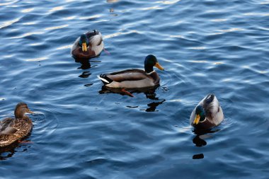 Sudaki ördekler. Drakeler doğal ortamda gölette yüzer. 