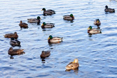 Sudaki ördekler. Drakeler doğal ortamda gölette yüzer. 