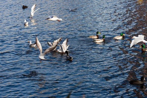 Wild Birds Fighting Food Water Beautiful Pond Waterfowl Seagulls Wild — Stock Photo, Image