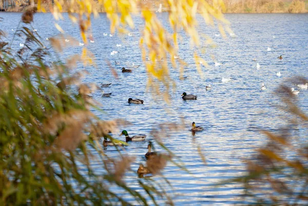 美しい池の水で食料を求めて戦う野鳥たち カモメ 野生のアヒルやガチョウ 暗い木々と明るい木々の秋の風景 — ストック写真