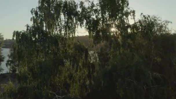 Dark Trees Lush Foliage Bank Tranquil Lake Sunset Aerial View — стоковое видео