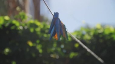 Blue and yellow clips for wet laundry as decoration for scene for upcoming film. Old yard with outdoor clothes dryer for film scene