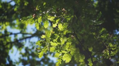 Ormanın yakınlarındaki meşe ağacının dalında esen hafif rüzgarla sallanan taze yeşil yapraklar. Gölgeli parkta, güneş ışığı altında, yapraklar yemyeşil.