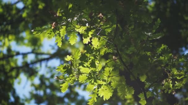 森の中腹にあるオークの木の枝に光の風で揺れる新緑 日陰の公園で日光で小枝に緑の葉 — ストック動画
