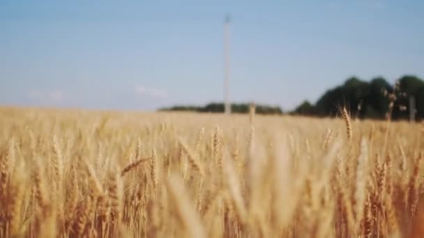 Złota Pszenica Rośnie Dużym Polu Słoneczny Dzień Rośliny Zbóż Kolcami — Wideo stockowe