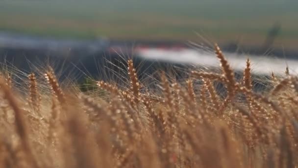 在农田特写中 金熟小麦的耳朵在微风中摇曳 在阳光灿烂的大草原上生长着谷类作物 农场场景 — 图库视频影像