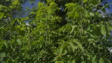 Çalı yaprakları esintide hışırdıyor rahatlatıcı sesler çıkarıyor. Yeşilliklerle bezenmiş park ziyaretçiler için ferahlatıcı bir atmosfer sağlıyor