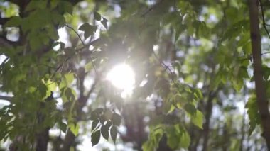 Yaz güneşinin parlayan yeşil yapraklarıyla dolu ince bir dal. Sıcak ve güneş ışığıyla dolu yüksek kaliteli yaz bahçesi görüntüsü.