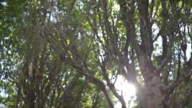 Şehir parkındaki ağaçların yoğun yaprakları arasında güneş neşe içinde parlıyor ve yeşilliğin parlak renklerini vurguluyor. Halk bahçesinde yaz günü