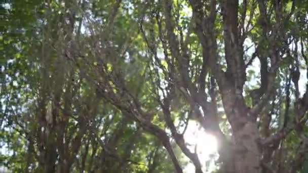 都市公園の樹木の濃い葉を通して太陽は緑の明るい色を強調する遊び心を輝かせます パブリックガーデンの夏の日 — ストック動画