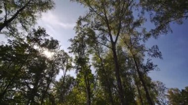 Yaz güneşi altında yeşil yaprakları olan uzun ağaçlar. Ormanın sakin atmosferi sıcak bir günde dinlenmek için mükemmel koşullar yaratır.