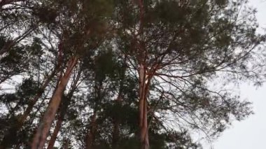 Gri gökyüzü manzarasının altında ince gövdeli yüksek çam ağaçları. Kasvetli bir günde genç kozalaklı orman bitkileri. Vahşi doğa bitki koruma.