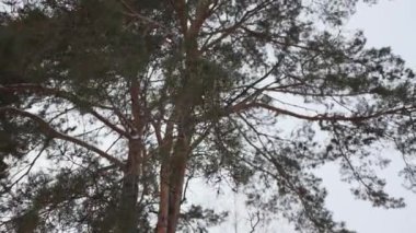 Gri gökyüzüne karşı dalları olan koyu çam ağaçları. Kasvetli bir günde yabani ormanda kozalaklı orman bitkileri. Park 'ta doğa koruma