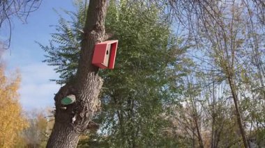 Taze yapılmış kuş evi, geri dönen kuşları karşılamak için ağaca asılıyor. Kuş evi, uzun bir yolculuktan sonra kuşların hoş karşılanacağı bir yer.