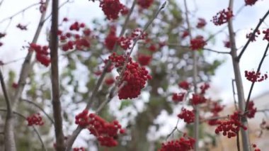 Çıplak sonbahar dallarına yapışmış yoğun rowanberry kümeleri. Doğal sakin yaşam, mevsimsel sükunet ve zarafet yayar. Sıcak mevsim