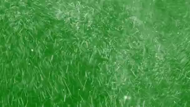 Blizzard Snow Extremely Turbulence Snowflakes Extremely Spinning Wind Green Screen — Stock Video