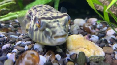 Fahhaka Kirpi Balığı (Tetraodon lineatus) kayaların altında yatar ve avını aramak için yavaşça gözlerini hareket ettirir.