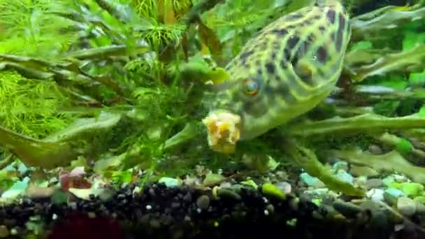 Fahaka Pufferfish Tetraodon Lineatus Eats Mussel Puffer Fish Black Spots — Stockvideo