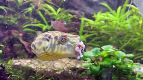 Fahaka Pufferfish Tetraodon Lineatus Eats Mussel Puffer Fish Black Spots — Stock Video