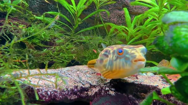 Fahhaka Kirpi Balığı Tetraodon Lineatus Kayaların Altında Yatar Avını Aramak — Stok video