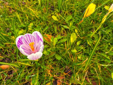 Wild motley crocuses bloomedIn spring  in the meadow. Beautiful spring background with popular ornamental plants