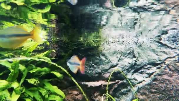 澳大利亚彩虹鱼在水面下游动 — 图库视频影像