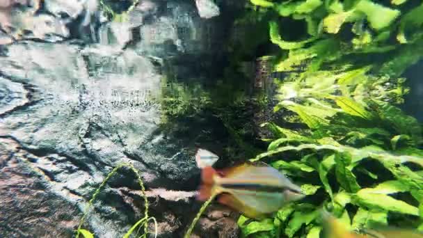 オーストラリアの虹魚は水面下で泳ぐ — ストック動画