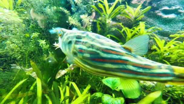 Fugu Fish Tetraodon Lineatus Plave Houštinách Rostlin Pomalu Pohybuje Očima — Stock video