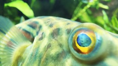 Kapatın. Fugu balığı (Tetraodon kuyruğu) bitki çalılıklarında yüzer ve avını bulmak için gözlerini yavaşça hareket ettirir.