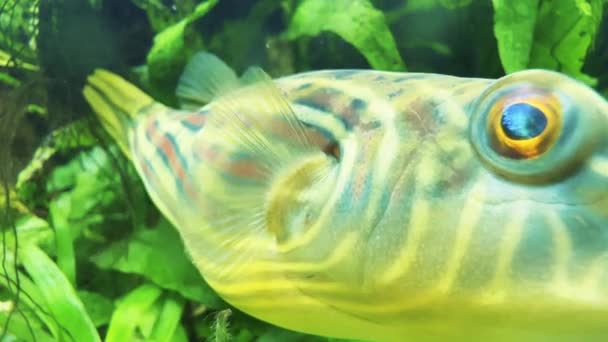 Aus Nächster Nähe Fugu Fisch Tetraodon Lineatus Schwimmt Gestrüpp Von — Stockvideo