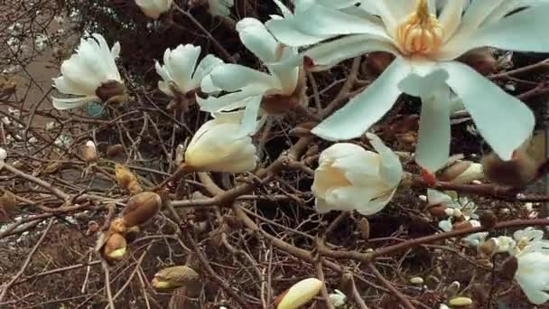 Spring Time White Azalea Flowers Spring Background — Stock Video