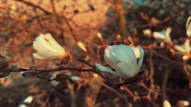 Bahar Geldi Bahar Arkaplanı Olarak Beyaz Açelya Çiçekleri — Stok video
