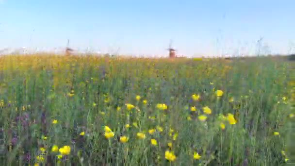 Meşhur Hollanda Ahşap Yel Değirmenleri Yaz Akşamı Kırsalında Hollanda Nın — Stok video