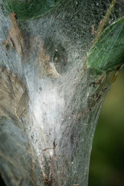 在橡树上筑巢的橡树分生孢子毛毛虫 Thaumetopoea Processionea 有毒的头发对人类是危险的 — 图库照片